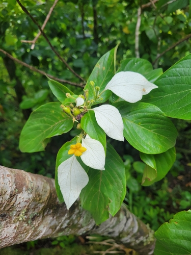 Mussaenda raiateensis observed 2025-01-18