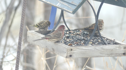 House Sparrow photographed in South Dakota