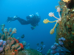 Pyura spinifera