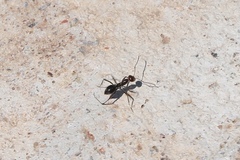 Myrmecocystus