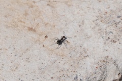 Myrmecocystus