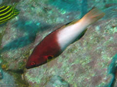 Bodianus axillaris