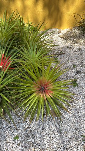 Bromelia humilis, photograph 3