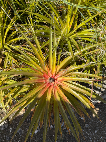 Bromelia humilis, photograph 2