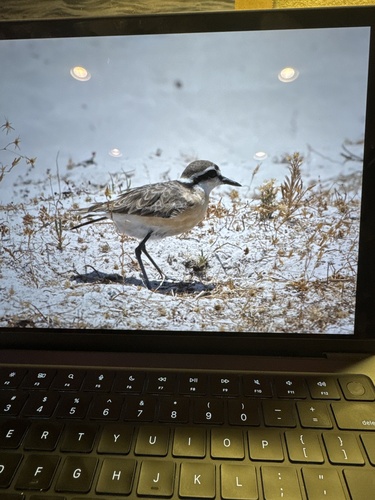 Kittlitz's Plover