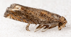 Epiblema abruptana
