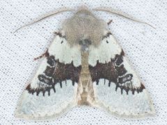 Orthosia pulchella