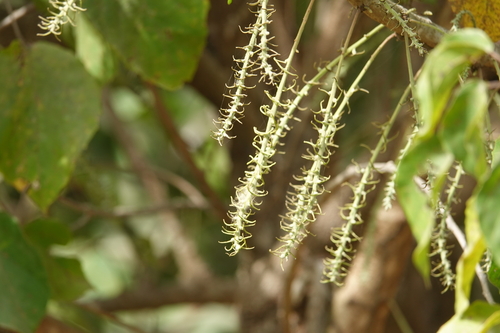 Alchornea cordifolia