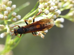 Polistes buyssoni