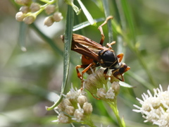 Polistes buyssoni