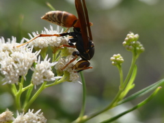 Polistes buyssoni