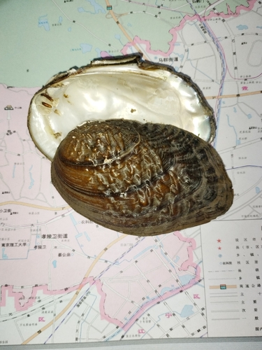 Lamprotula leaii
