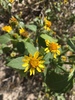 Beach Sunflower - Photo (c) Thomas Mesaglio, some rights reserved (CC BY), uploaded by Thomas Mesaglio