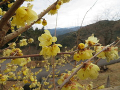 Chimonanthus praecox