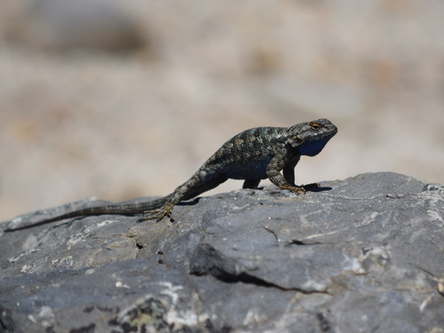 iNaturalist observation photo of Western Fence Lizard