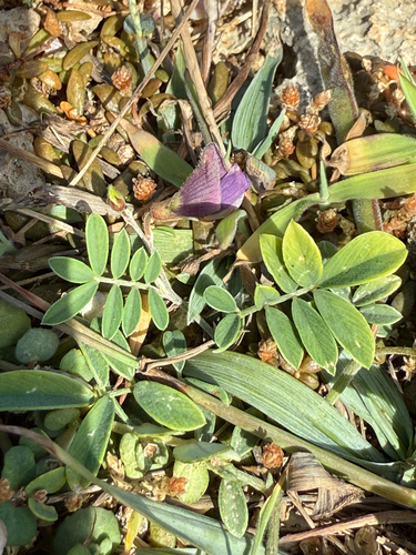 ashen hoarypea (Tephrosia cinerea)