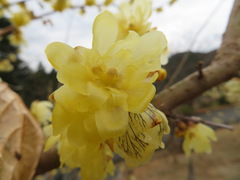 Chimonanthus praecox