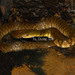 Mountain Water Snake - Photo (c) Yu Ching Tam, some rights reserved (CC BY-NC-ND)