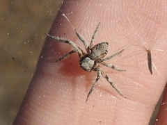 Hamataliwa grisea