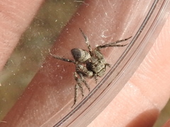 Hamataliwa grisea