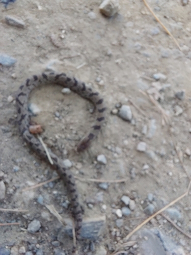 Degenhardt's Scorpion-eating Snake