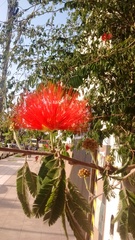 Calliandra tweediei