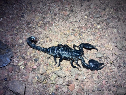 Common Emperor Scorpion