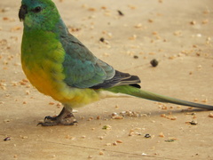 Psephotus