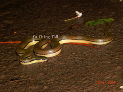 Opisthotropis lateralis