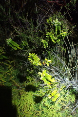 Veronica venustula, photograph Michael Berardozzi, CC BY, iNaturalist via GBIF