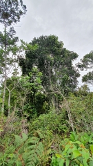 Ficus