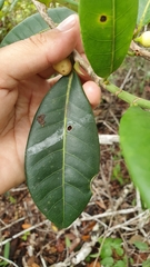 Ficus