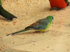Psephotus
