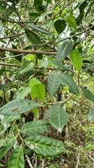 Ficus