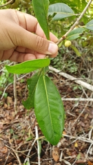 Ficus