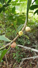 Ficus