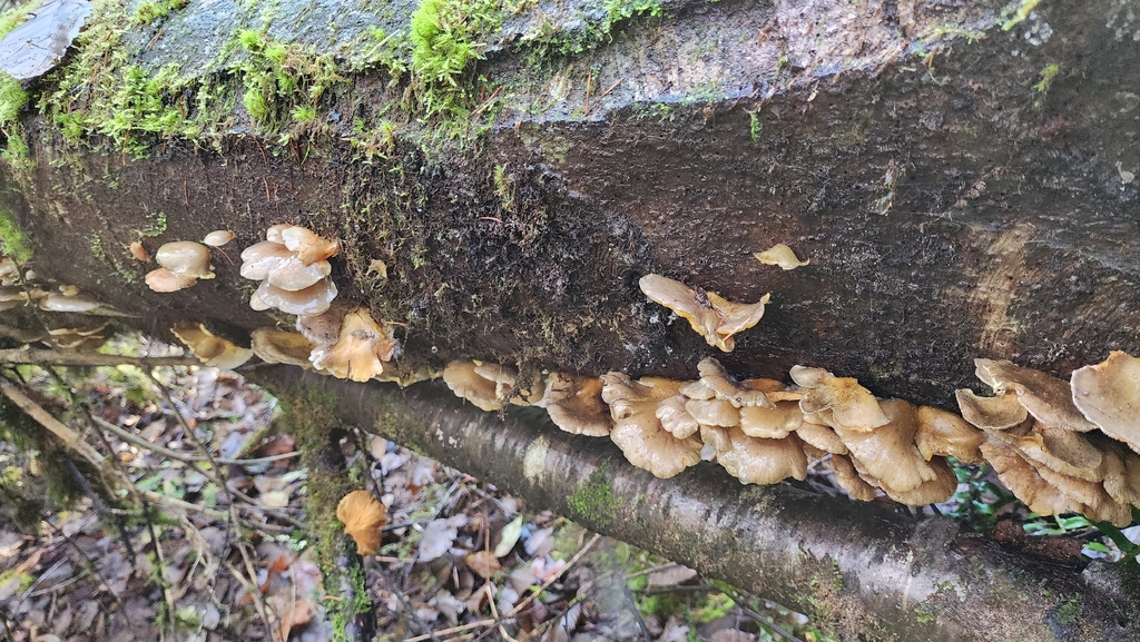 Sarcomyxa serotina · December 2025 · photo: © graylien (iNaturalist, cc-by)