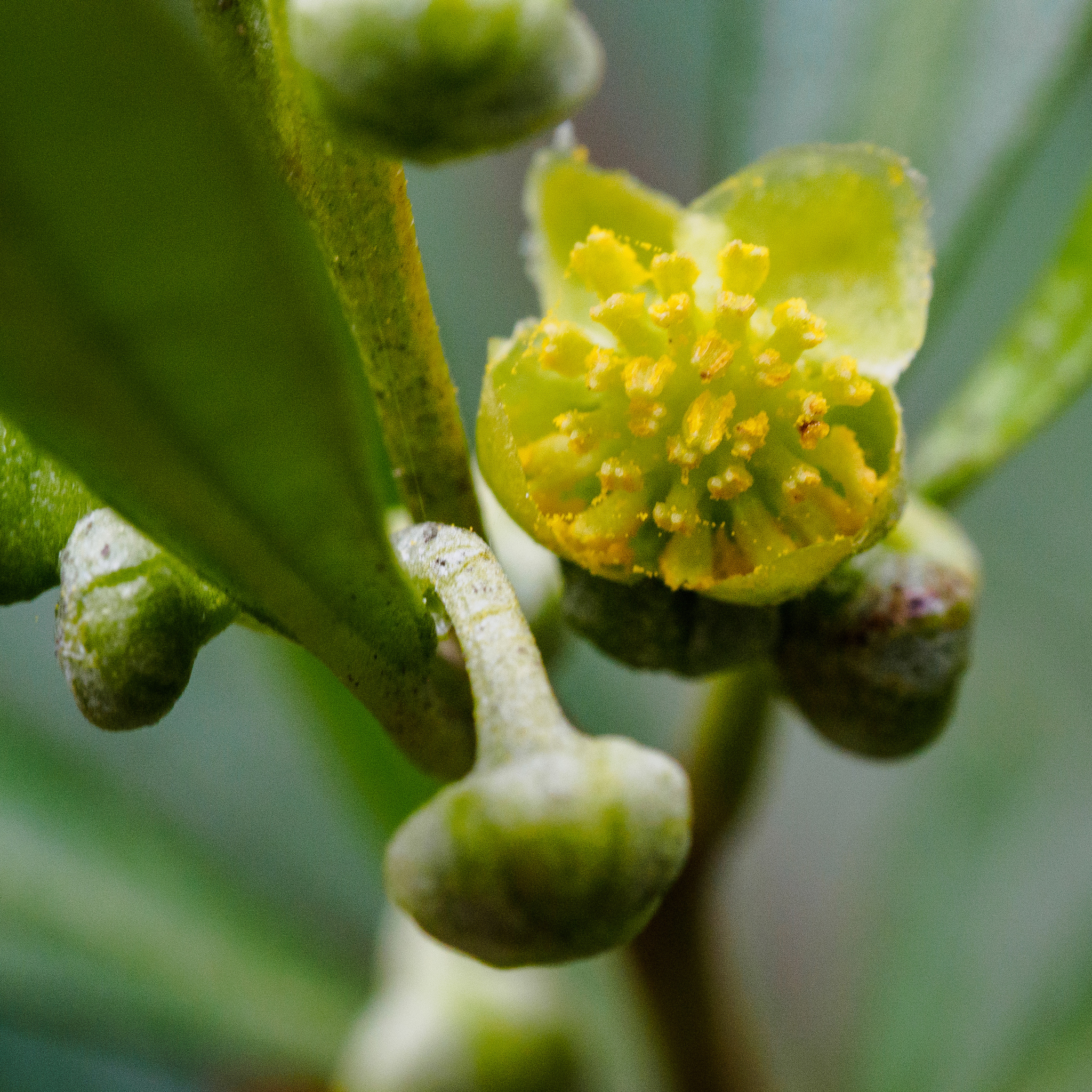 Beyeria viscosa