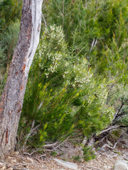 Hakea microcarpa