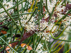 Hakea microcarpa