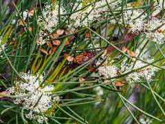 Hakea microcarpa