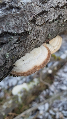 Wrośniak szorstki