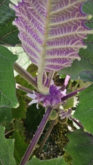 Solanum quitoense