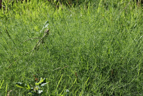 Psoralea fascicularis, photograph 5