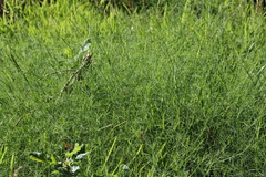 Psoralea fascicularis, photograph (c) Tony Rebelo, some rights reserved (CC BY-SA)