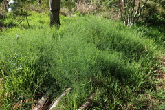 Psoralea fascicularis, photograph (c) Tony Rebelo, some rights reserved (CC BY-SA)
