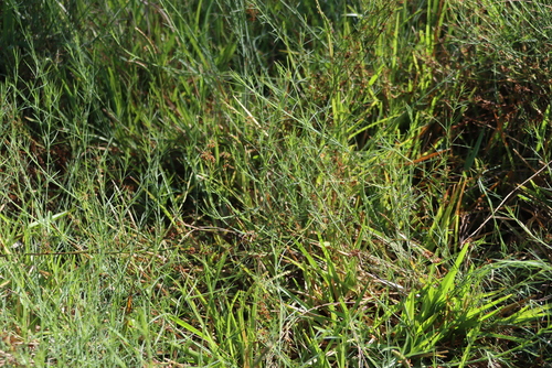 Psoralea fascicularis, photograph 4
