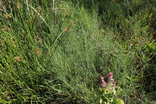 Psoralea fascicularis, photograph 3