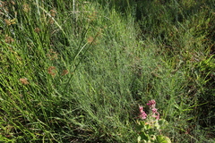 Psoralea fascicularis, photograph (c) Tony Rebelo, some rights reserved (CC BY-SA)