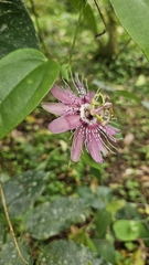 Passiflora oerstedii